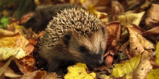 November 3: Facts & Historical Events On This Day