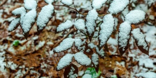 November 30: Facts & Historical Events On This Day