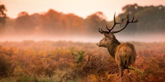 November 8: Facts & Historical Events On This Day