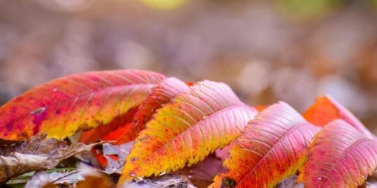 October 17: Facts & Historical Events On This Day