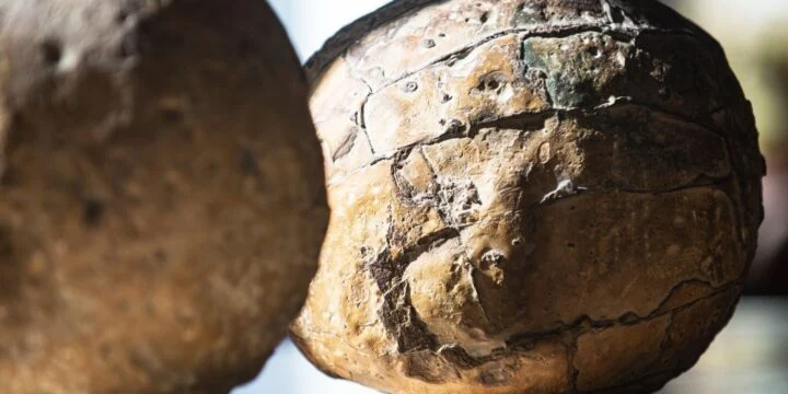 OTD in 1989: A 150 million-year-old fossilized dinosaur embryo was found inside a fossilized egg.