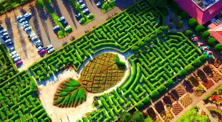 A birds-eye view of the massive pineapple maze in Hawaii