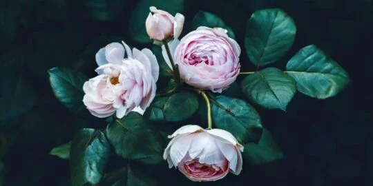 September 12: Facts & Historical Events On This Day