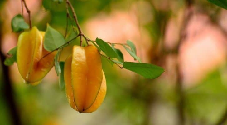 Star fruits hanging from the tree