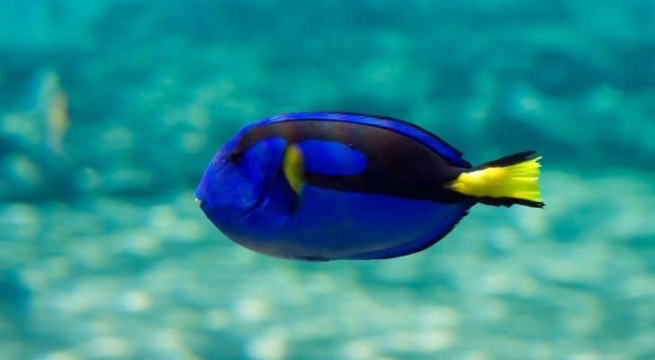 A blue tang swimming in the clear blue waters
