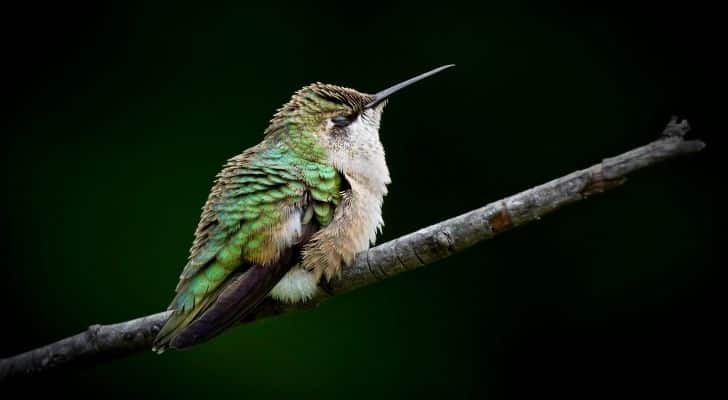 A green hummingbird sleeping on a tree branch