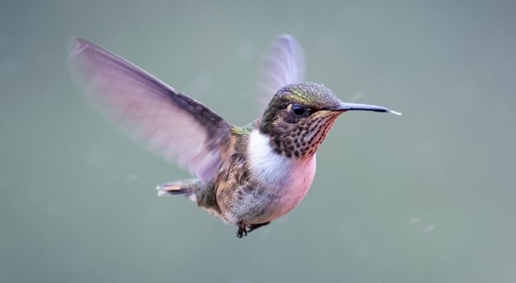 A flying hummingbird not looking impressed by the cold weather