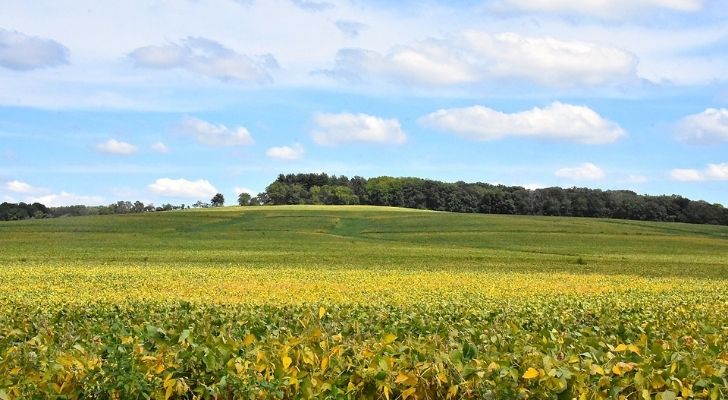 Charles Mound the highest point of the state surrounded by lush green fields