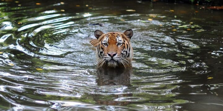 OTD in 2020: The first known animal contracted Covid-19.