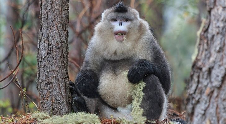 A Black Snub Nose monkey