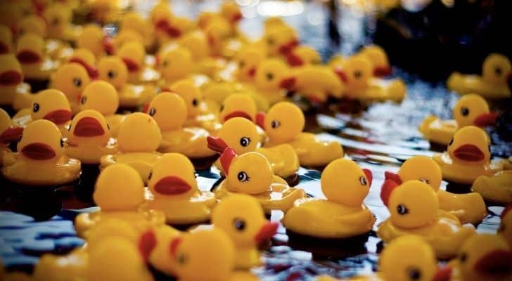 Lots of hello rubber duckies