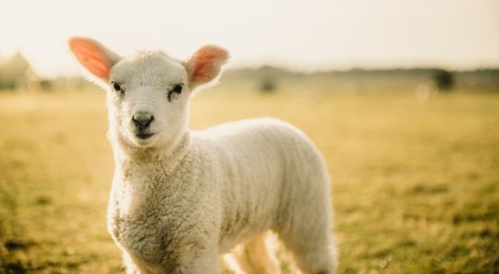 Easter Tradition in the UK - Lamb Dinner