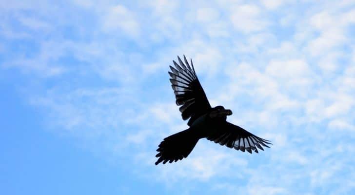 A Blue jay bird migrating