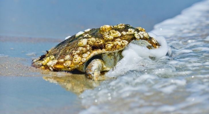 A sea turtle with barnacles on its back