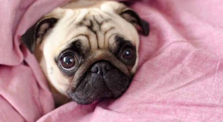 A cute puppy with adorable eyes