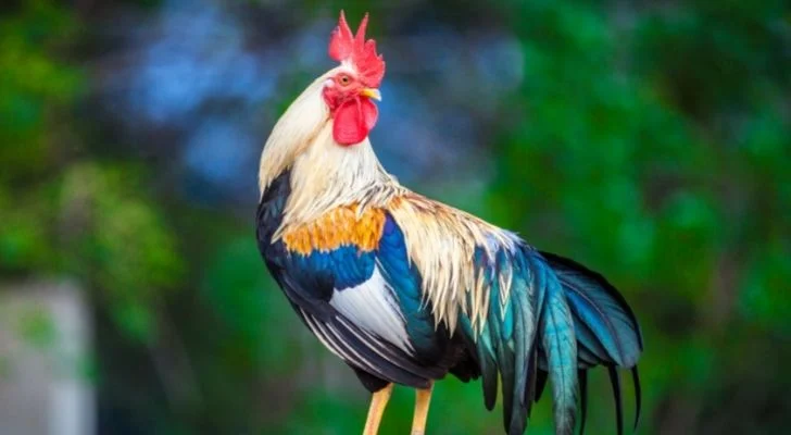 A rooster about to crow