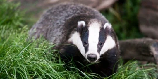 15 Bodacious Facts About Badgers