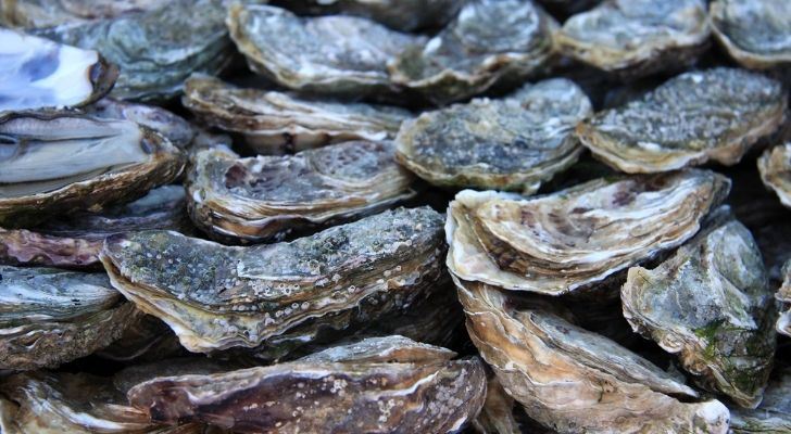 Many oysters hiding in their shells