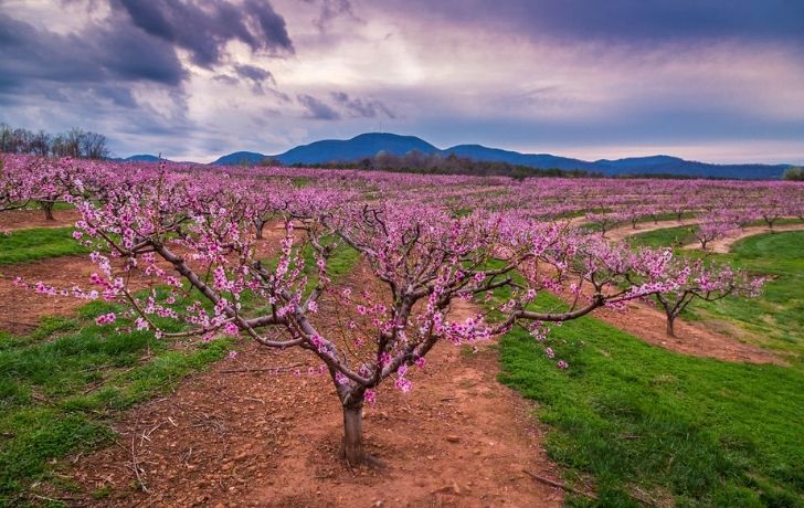 Blossoming peach trees