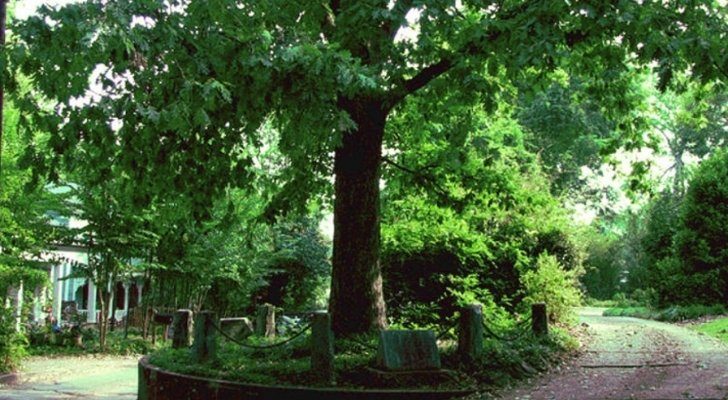 The oak tree in Georgia that owns itself and the land it lives on