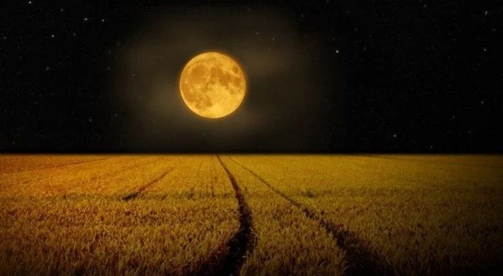 The bright yellow corn moon and a corn field