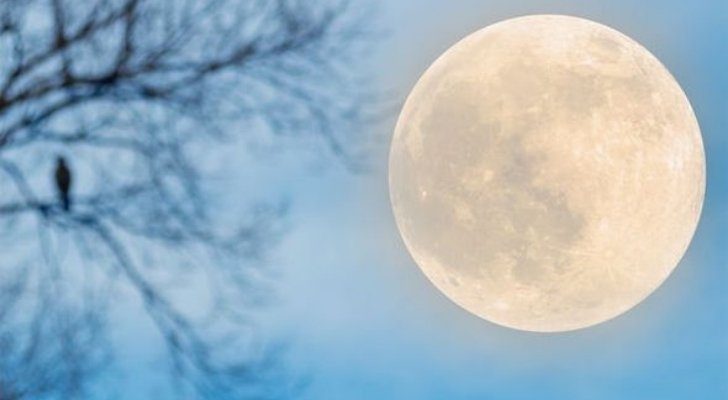 The Harvest Moon and a tree with no leafs on it