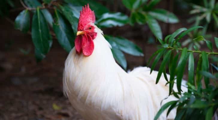 A white chicken