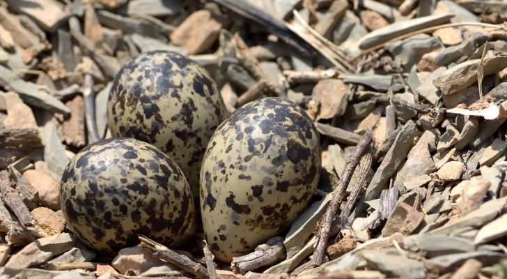 Three dinosaur eggs