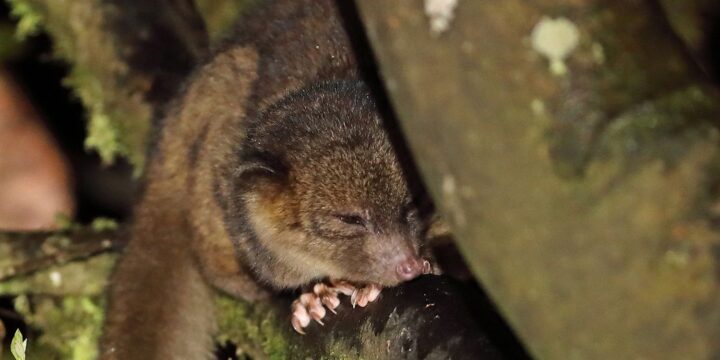 OTD in 2013: Kristofer Helgen announced the discovery of the olinguito