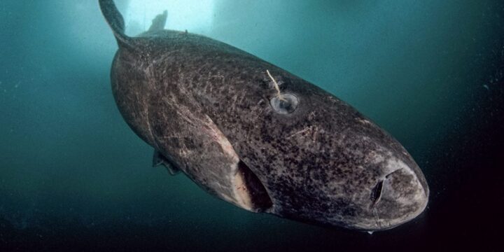OTD in 2016: Scientists discovered the oldest living Greenland Shark