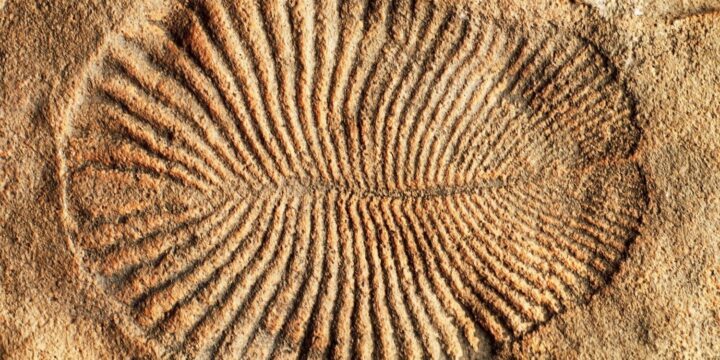 OTD in 2018: A report published claimed that the fossils of Dickinsonia were the oldest animals to roam the planet.