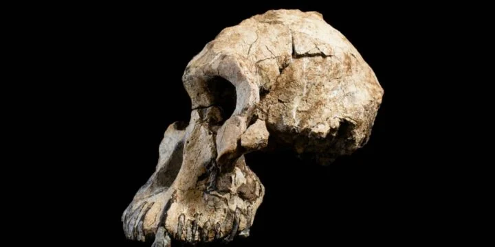 OTD in 2019: Nature magazine published findings of a 3.8-million-year-old skull found in Ethiopia