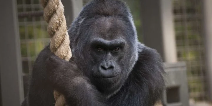 OTD in 1956: The first gorilla born in captivity