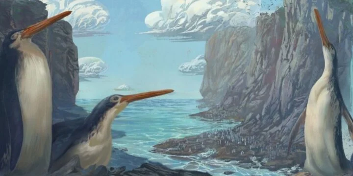 OTD in 2012: The largest prehistoric penguin was discovered.