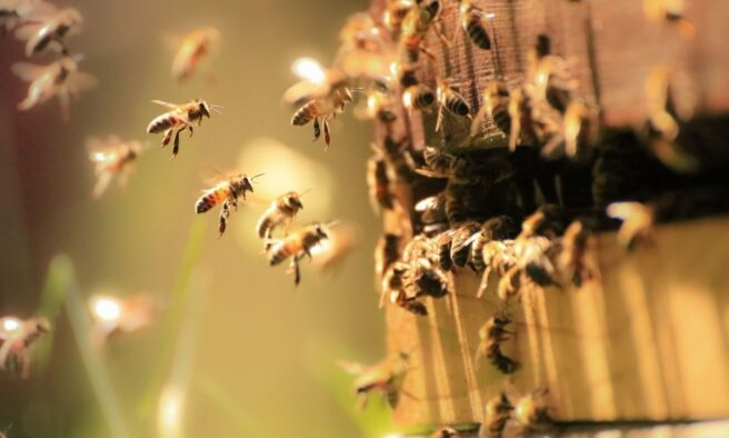 OTD in 2019: ScienceMag reported that honey bees are found to be able to use colors to help them carry out simple arithmetic.