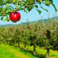 January 6: Apple Tree Day