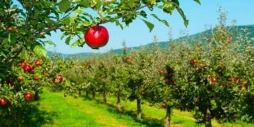 January 6: Apple Tree Day