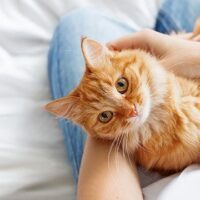 January 22: National Answer Your Cat's Questions Day
