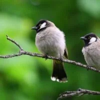 January 5: National Bird Day