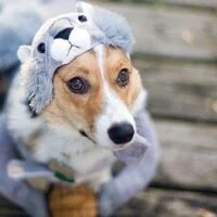 January 14: National Dress Up Your Pet Day