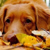 January 2: National Pet Safety Travel Day