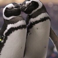 January 20: Penguin Awareness Day