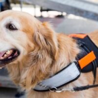 August 4: Assistance Dog Day