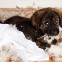 July 3: Disobedience Day