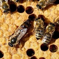 July 10: Don't Step On A Bee Day