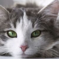 August 8: International Cat Day