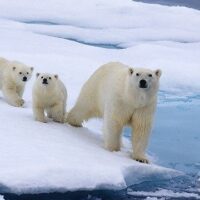 February 27: International Polar Bear Day