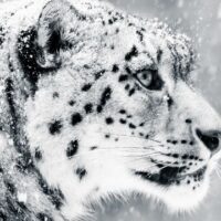 October 23: International Snow Leopard Day