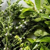 August 29: More Herbs