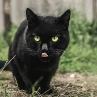 August 17: National Black Cat Appreciation Day